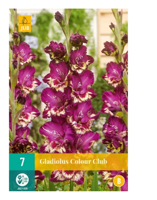 Gladiolus colour club bol/knol JUB 7 stuks - Jub - thumbnail