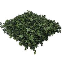EasyLawn wandplant Hydranchea mix 1x1 meter - thumbnail