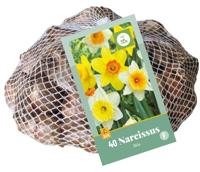Bloembollen Narcissus 40st - thumbnail