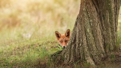 Tuinschilderij vosje 130x70cm Customize-it - Customize it