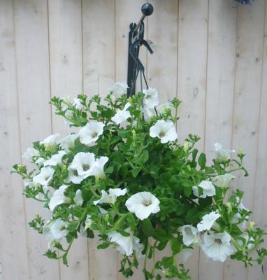 Hangplant Surfinia Hang Petunia wit Warentuin Natuurlijk - Warentuin natuurlijk