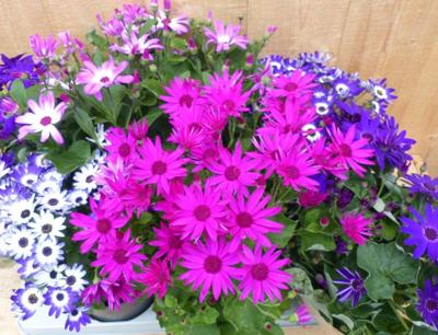 Senetti Senecio 6 potjes per tray kleur mix Warentuin Natuurlijk - Warentuin natuurlijk