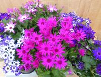 Senetti Senecio 6 potjes per tray kleur mix Warentuin Natuurlijk - Warentuin natuurlijk - thumbnail