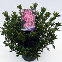 Rododendron (Rhododendron Japonica "Silvester") heester - thumbnail