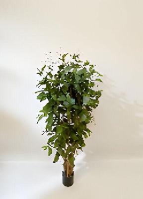 Dracaena surculosa 150 cm kunstplant Oosterik Home - Oosterik home