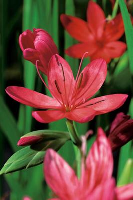 2 stuks! Schizosylis coccinea potmaat P9 Schizosylis Moerings - Moerings