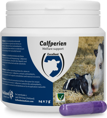 Excellent Calfperien 24 x 7 g