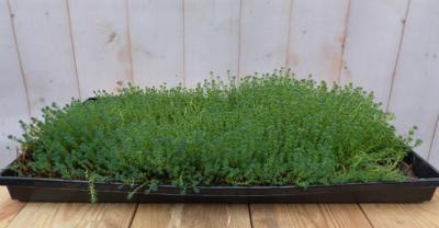Sedum mat dak in plastic tray 30x50cm Warentuin Natuurlijk - Warentuin natuurlijk Sedum mat dak in plastic tray 30x50cm Warentuin Natuurlijk - Warentuin natuurlijk