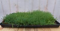 Sedum mat dak in plastic tray 30x50cm Warentuin Natuurlijk - Warentuin natuurlijk - thumbnail