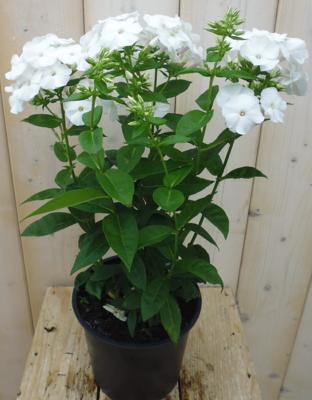 Vlambloem Phlox wit Warentuin Natuurlijk - Warentuin natuurlijk