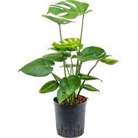 Monstera pertusem M gatenplant hydrocultuur plant - thumbnail