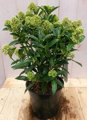 Skimmia wit 40 cm Warentuin Natuurlijk - Warentuin natuurlijk Skimmia wit 40 cm Warentuin Natuurlijk - Warentuin natuurlijk