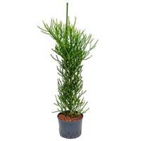 Euphorbia cactus tirucalli L hydrocultuur plant - thumbnail