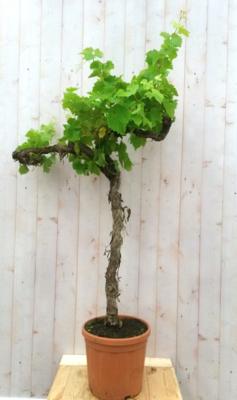 Druifboom 150 cm Vitis Warentuin Natuurlijk - Warentuin natuurlijk