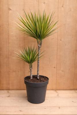 Drakenbloedboom Dracaena Fragrans Bicolor/Creme-Roze H60-80 cm potmaat 19 cm 2 stammen kamerplant Warentuin Natuurlijk - Warentuin natuurlijk
