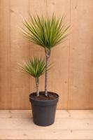 Drakenbloedboom Dracaena Fragrans Bicolor/Creme-Roze H60-80 cm potmaat 19 cm 2 stammen kamerplant Warentuin Natuurlijk - Warentuin natuurlijk - thumbnail
