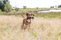 TRIXIE PREYDUMMY CANVAS BRUIN 6X6X14 CM 3 ST - thumbnail