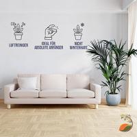 Palmboom - Kentiapalm - thumbnail