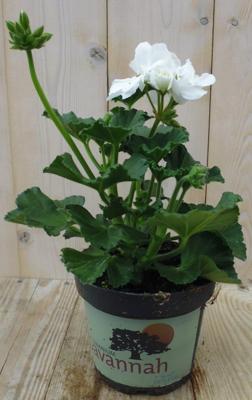 3 stuks! Geranium Pelargonium wit staand Warentuin Natuurlijk - Warentuin natuurlijk
