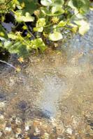 Oase 57063 AquaOxy 500 Luchtpomp 500 l/h - thumbnail