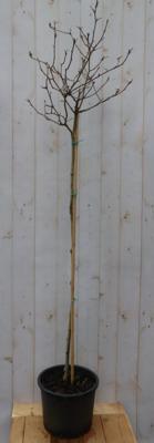 Stermagnolia Magnolia Stellata Tulpenboom 120 cm op stam Warentuin Natuurlijk - Warentuin natuurlijk