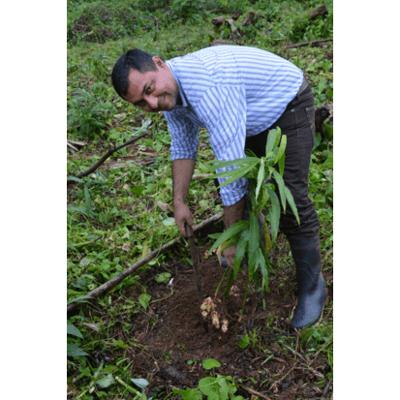 Sonnentor Gember Kruidenthee