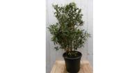 Olijfboom Olea Struik Europaea stamhoogte 50 cm en hoogte 90 cm Warentuin Natuurlijk - Warentuin natuurlijk - thumbnail