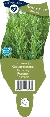 Rozemarijn kruid Rosmarinus officinalis Griffioen - Griffioen