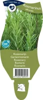 Rozemarijn kruid Rosmarinus officinalis Griffioen - Griffioen - thumbnail