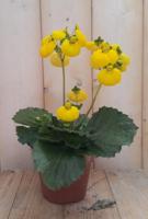 3 stuks! Perkplant Pantoffelplant geel Calceolaria Warentuin Natuurlijk - Warentuin natuurlijk - thumbnail