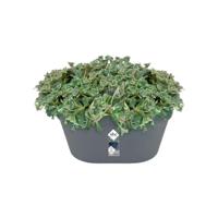 Elho loft urban wall basket 40 antraciet - thumbnail