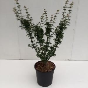 Japanse esdoorn (Acer palmatum "Shishigashira") heester - 40-50 cm - 1 stuks