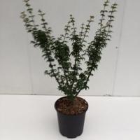Japanse esdoorn (Acer palmatum "Shishigashira") heester - 40-50 cm - 1 stuks - thumbnail