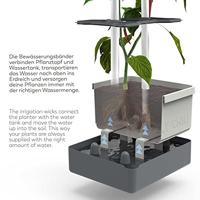 Gusta Garden - Charly Chili - Chiliplanter met watertank - thumbnail