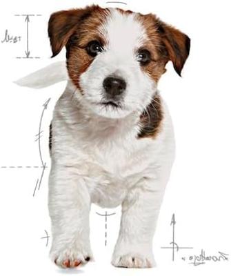Royal Canin Puppy Mini, 800 gr