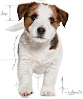 Royal Canin Puppy Mini, 800 gr - thumbnail