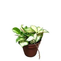 Hoya Carnosa &apos;Tricolor&apos; P 12 cm - thumbnail