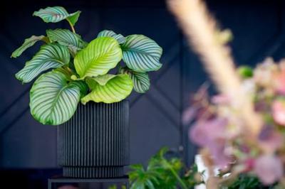 Capi nature groove nl cilinder bloempot 44x46 cm zwart, goud - thumbnail