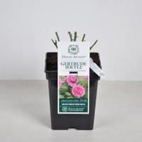 Engelse roos (rosa "Gertrude Jekyll"®) - C5 - 1 stuks - thumbnail