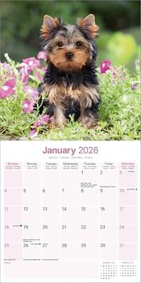 Yorkshire Terrier Kalender 2026