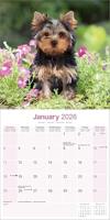 Yorkshire Terrier Kalender 2026 - thumbnail