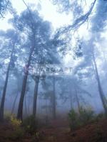 Afbeelding op acrylglas - Mistig Bos - thumbnail