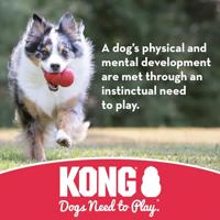 Hond X-treme rubber bal zwart medium Kong Gebr. de Boon - Kong - thumbnail
