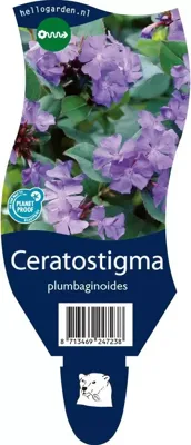 Ceratostigma plumbaginoides vaste plant Griffioen - Griffioen