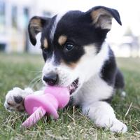 KONG Puppy Binkie Hondenspeelgoed, Medium, Verschillende kleuren - thumbnail