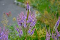 Ereprijs - thumbnail