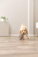 Trixie visgraat leer met touw - thumbnail