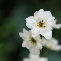 Delphinium Kunsttak 78cm Creme - thumbnail