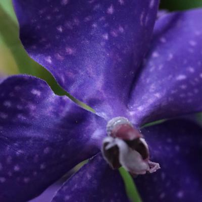 Vanda Orchidee Kunstbloem 60cm Violet