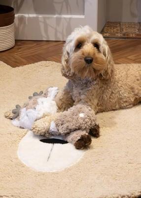 CUPID & COMET RENEE RENDIER